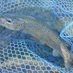 大物連発！ ～高島の泉～